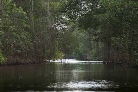 caroni_bird_sanctuary