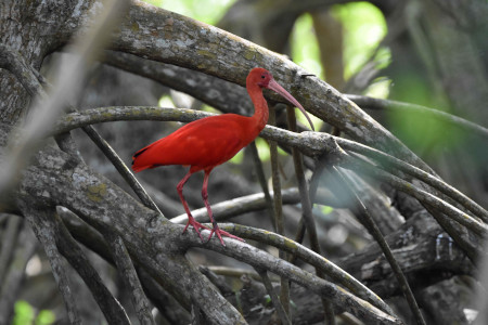 caroni_bird_sanctuary